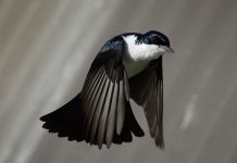 A loucura de uma Ave