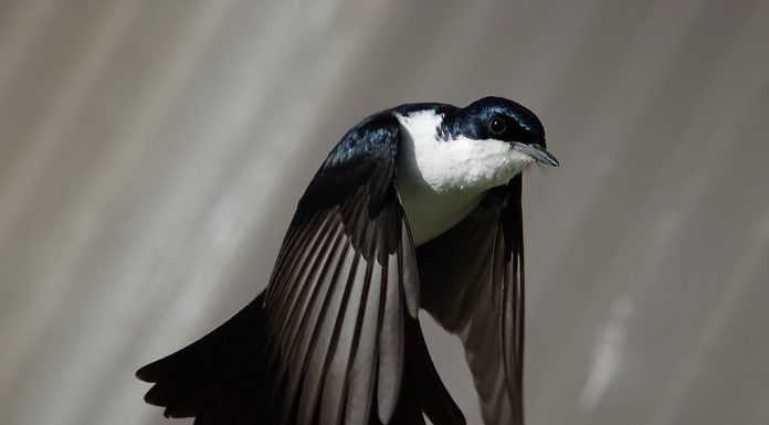 A loucura de uma Ave