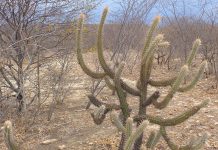 Cordel – Meu Sertão