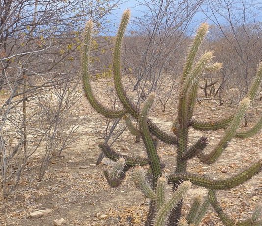 Cordel – Meu Sertão