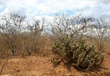 Poesia – A seca maltrata e mata – A mata do meu sertão