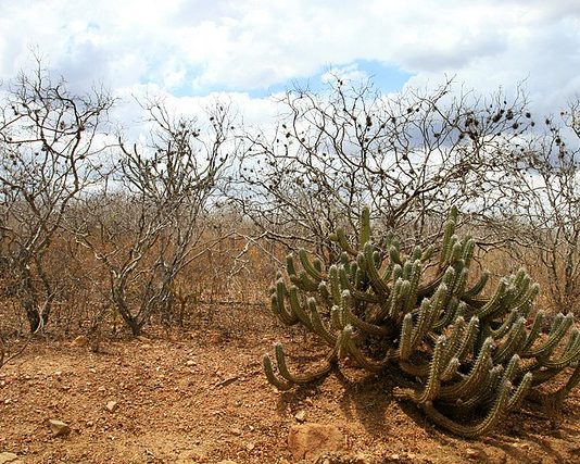 Poesia – A seca maltrata e mata – A mata do meu sertão
