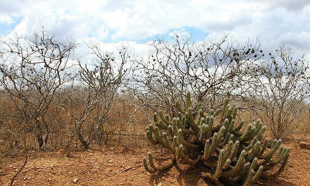 Poesia – A seca maltrata e mata – A mata do meu sertão