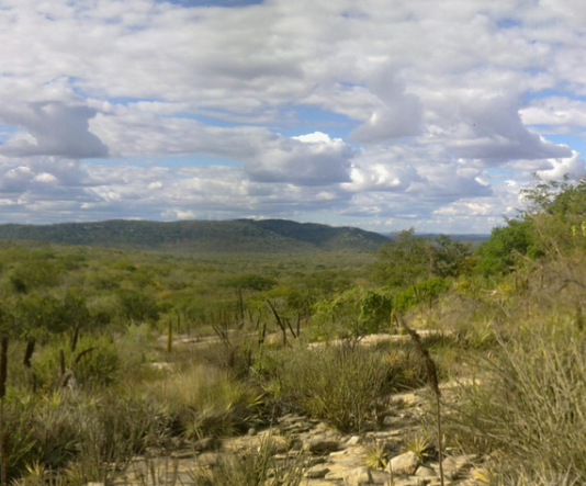 Poesia – No nosso sertão tem vida Tem vida aqui no sertão.