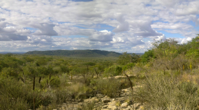 Poesia – No nosso sertão tem vida Tem vida aqui no sertão.