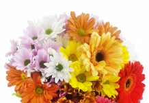 Poesia – Leve na mão uma flor / E na boca um obrigado.