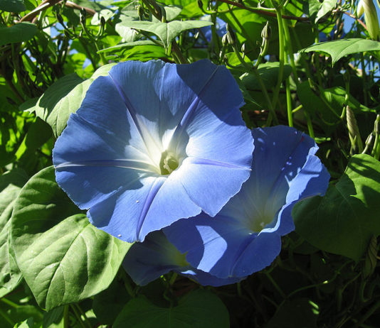 Poesia – Apropriação.