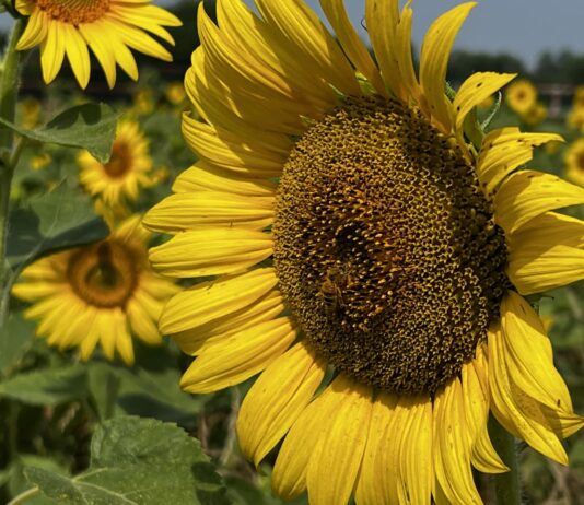 CRÔNICA – SETEMBRO AMARELO, MÊS DA PREVENÇÃO DO SUICÍDIO.