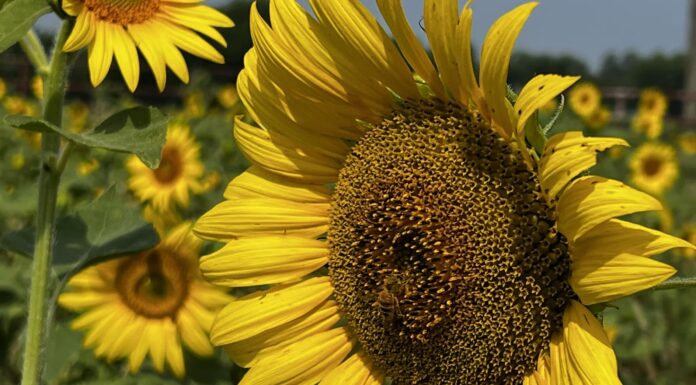 CRÔNICA – SETEMBRO AMARELO, MÊS DA PREVENÇÃO DO SUICÍDIO.